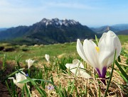 18 Crocus vernus (Zafferano maggiore) con vista in Alben